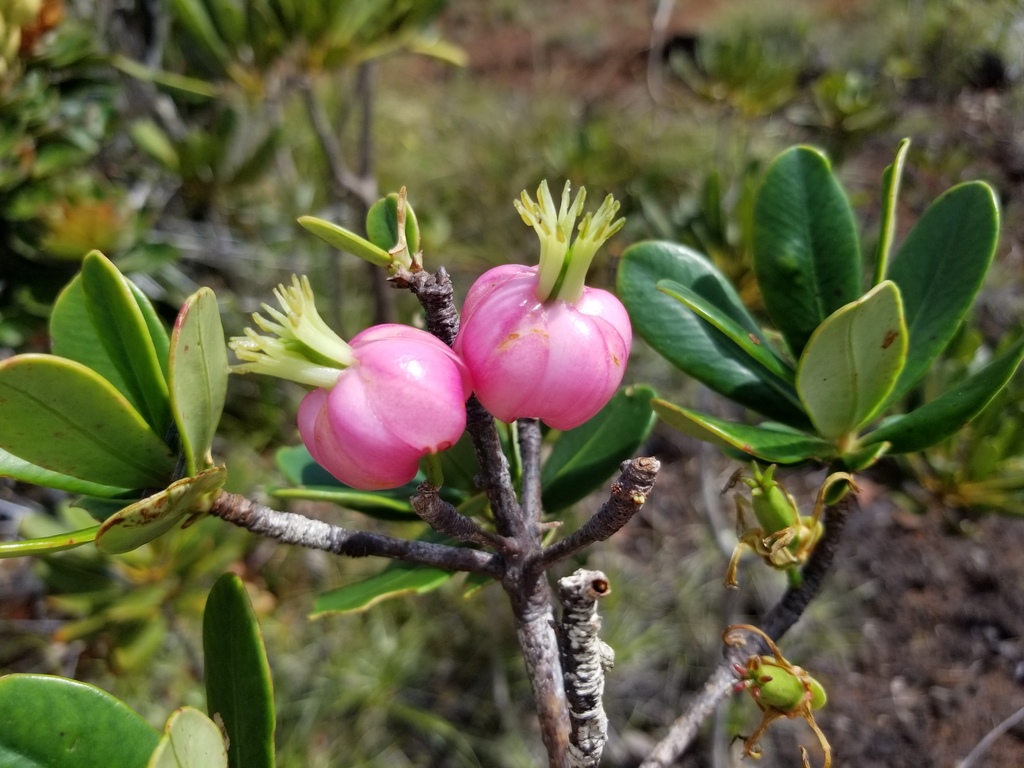 Montrouziera verticillata