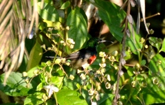 Cinnyris chloropygius