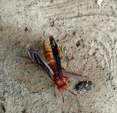 Polistes mexicanus