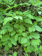 Ligusticum canadense