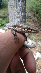 Podarcis muralis breviceps