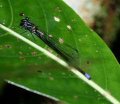 Pseudagrion renaudi
