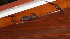 Myotis chiloensis