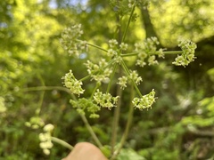 Ligusticum canadense