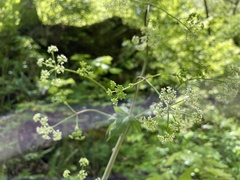 Ligusticum canadense