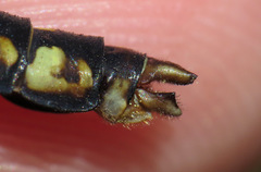 Ophiogomphus carolus