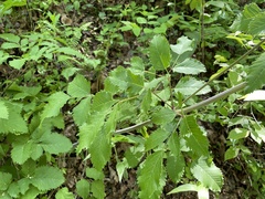 Ligusticum canadense