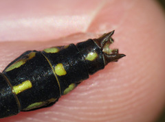 Ophiogomphus carolus