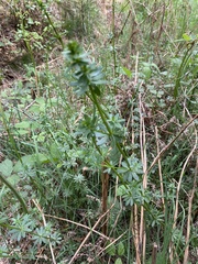 Galium