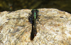 Ophiogomphus mainensis