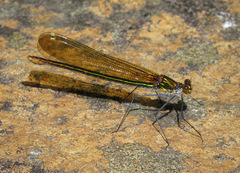 Calopteryx amata