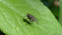 Diptera