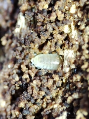 Platyarthridae