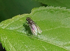 Diptera