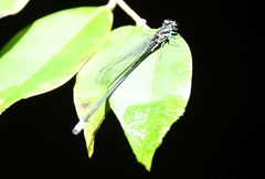 Pseudagrion renaudi