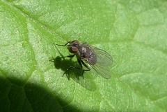 Diptera