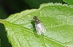 Diptera
