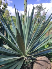 Agave tequilana