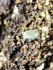 Platyarthridae