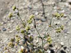 Eriogonum viridescens