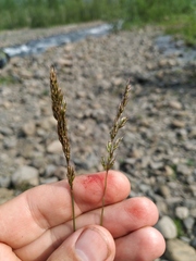 Trisetum agrostideum