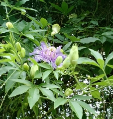 Passiflora incarnata × cincinnata