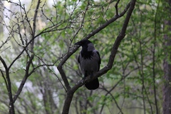 Corvus cornix