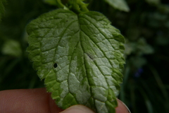 Neoerysiphe galeopsidis