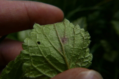 Neoerysiphe galeopsidis