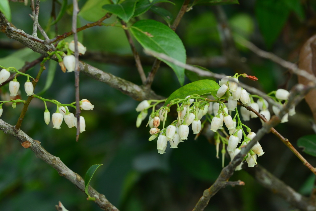 Vaccinium randaiense