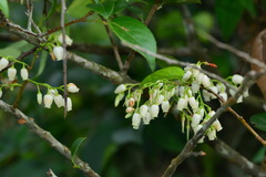 Vaccinium randaiense