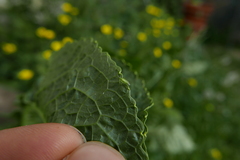 Macrolophus pygmaeus