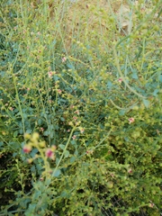 Scrophularia libanotica