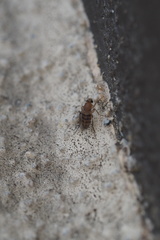 Metopininae