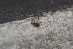 Metopininae