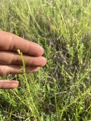 Dysodiopsis tagetoides