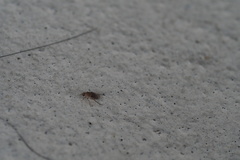 Metopininae