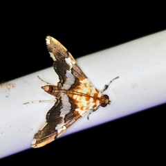 Aetholix flavibasalis