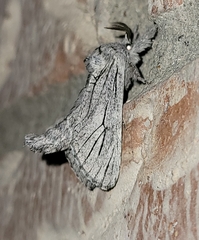 Inguromorpha itzalana