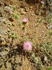 Cousinia hermonis