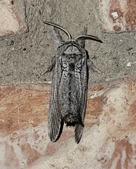 Inguromorpha itzalana