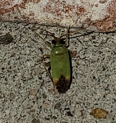 Phytocoris vanduzeei