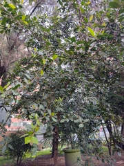 Ficus americana