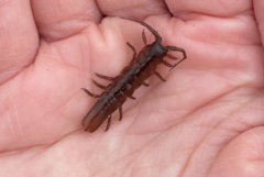 Pentidotea montereyensis