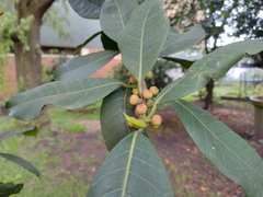 Ficus americana