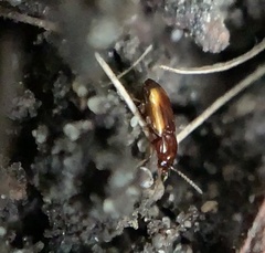 Elaphropus