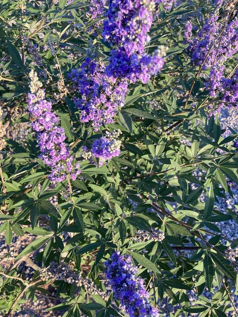 Lilac chaste tree from Indigo Sky Blvd, San Tan Valley, AZ, US on May ...