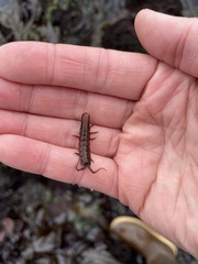 Pentidotea montereyensis