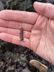 Pentidotea montereyensis