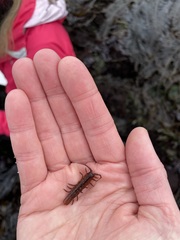 Pentidotea montereyensis